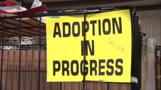 ASPCA Joplin Adoption Event