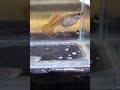 Guppy giving birth