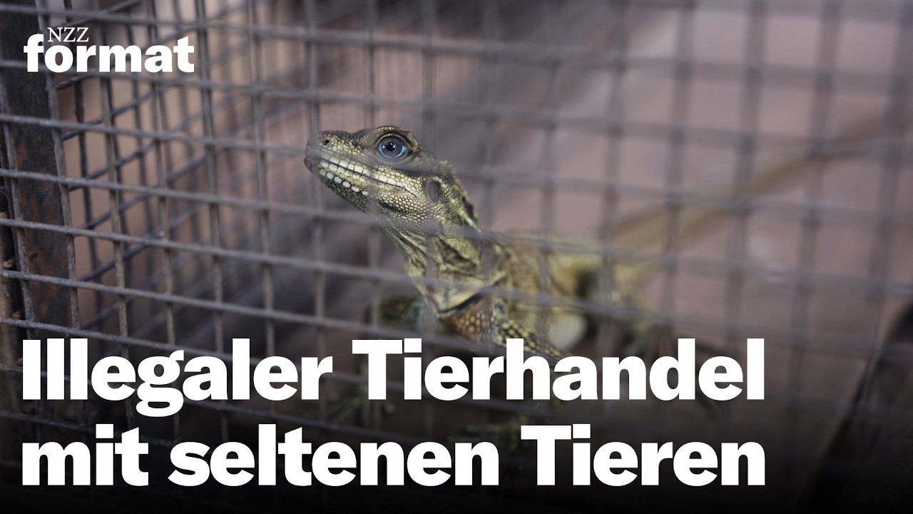 Artenschutz versagt? Illegaler Tierhandel, geheime Zoos und ein Millionengeschäft | Doku NZZ Format