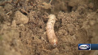 Grow it Green: Fighting the peach tree borer