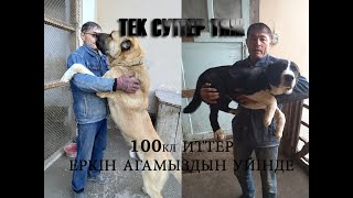 Вахапов Еркін ағамыздың питомникдеміз казак төбет жеті қазнамыз аман болсын