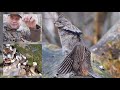 Wildlife Photography - Photographing Drumming Grouse from a Scratch-build Blind