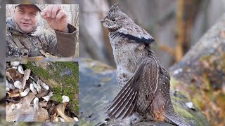 Wildlife Photography - Photographing Drumming Grouse from a Scratch-build Blind