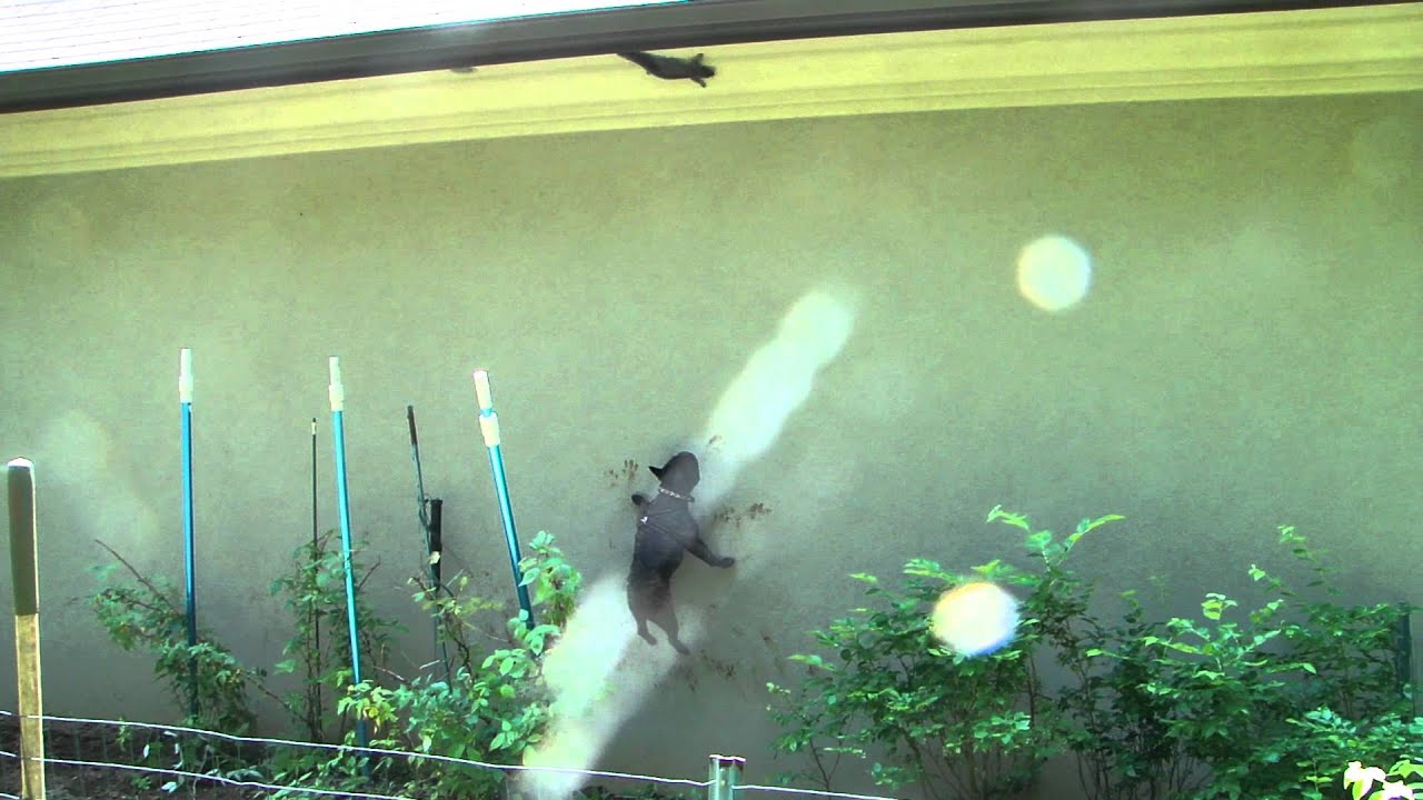 jumping a car MAH01385.MP4