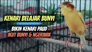 Kenari Belajar Bunyi Cuit Cuit || Sangat Ampuh Untuk Masteran Kenari Paud & Pancingan Kenari