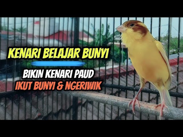 Kenari Belajar Bunyi Cuit Cuit || Sangat Ampuh Untuk Masteran Kenari Paud u0026 Pancingan Kenari class=