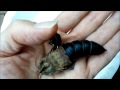 Giant Hawk Moth Pupa Hatching in a Man's Hand