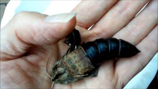 Giant Hawk Moth Pupa Hatching in a Man's Hand