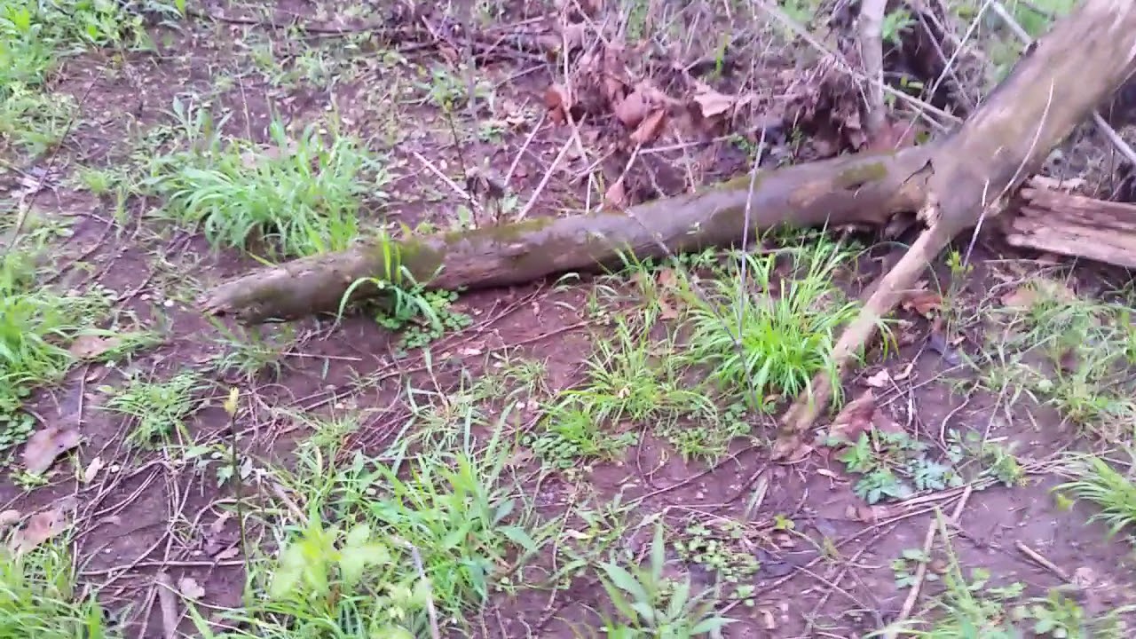 2018 MORELS!!!! Finally morel season is here. YouTube