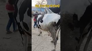PLZ SUBSCRIBE ME 🙏 जो धंधा गंदा होता है उसमें पैसा भी अंधा होता है #dairy #cow #trending #Agamraghav