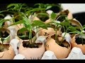Как вырастить рассаду в яичной скорлупе