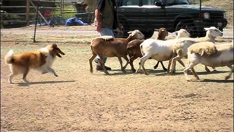 Kahja the Rough Collie Herding Instinct Test