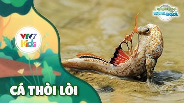 Thế giới kỳ diệu của Bool Bool - Mùa 2 - Số 11 | CÁ THÒI LÒI | VTV7