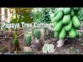 (2) #Papaya #Papaya_Tree_Cutting #Fruits