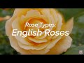 Rose Types: What are English Roses?