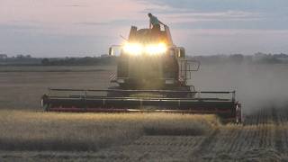 Уборка тритикале. до заката солнца. ГОМСЕЛЬМАШ GS2124
