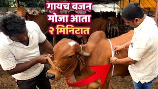 गाय व म्हशीच वजन मोजा आता फक्त २ मिनिटात | Cow &amp; Buffalo Weight Calculator | CowFit Studio