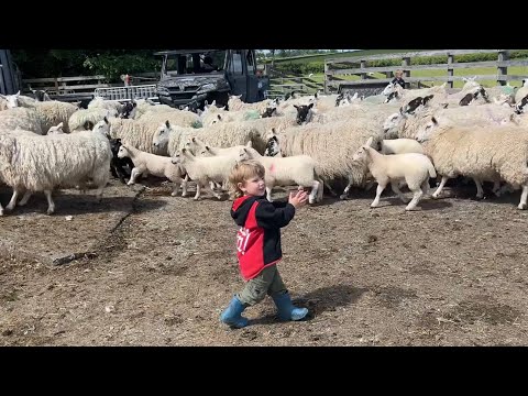 3 kids sleep while I work the sheep 👍