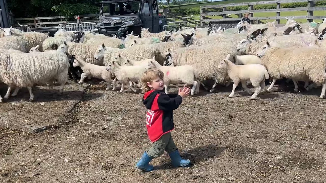 3 kids sleep while I work the sheep 👍
