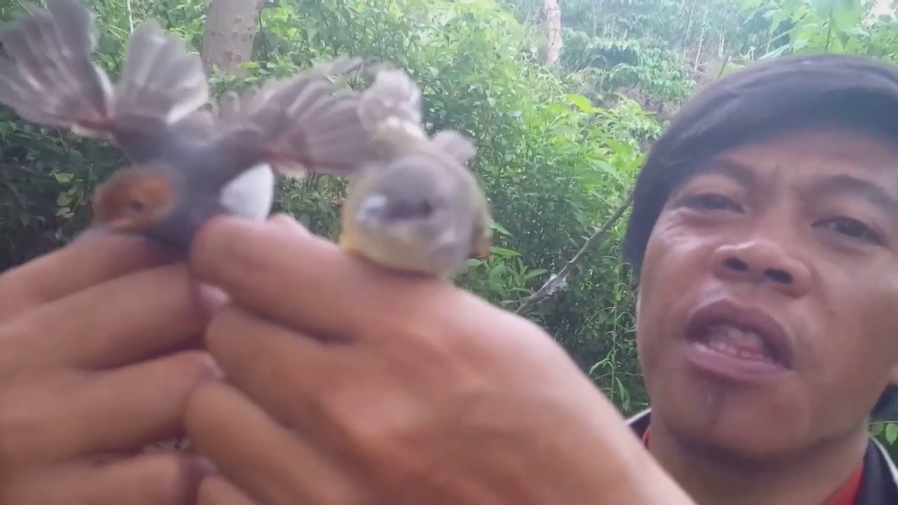 Mikat burung ciblek master seruuu 