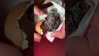I Saved This Chick's Life❣️ by MerryLand 2,739 views 3 months ago 1 minute, 1 second