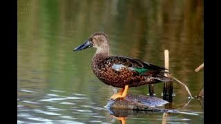 Australasian Shoveler duck call, sound and pictures beautiful Bird @volcanoofbeauty5481