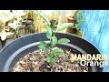 Growing MANDARIN from Seed