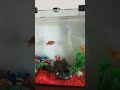 Do you like my new fish?? 🐟🐟
