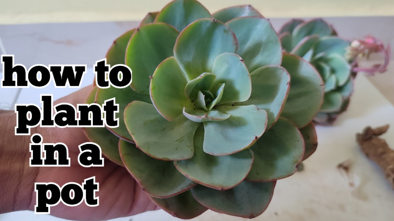 how to plant succulent plants succulents மாடி தோட்டம் potting mix