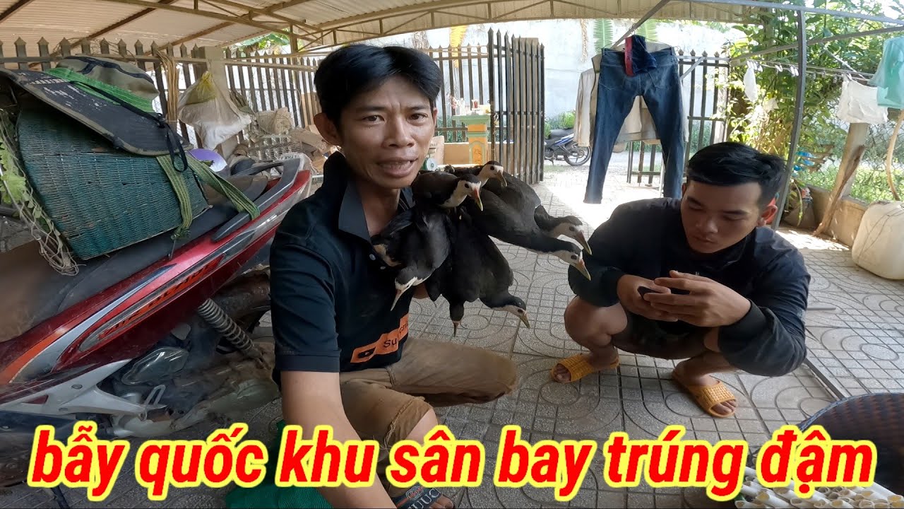 Bẫy chim quốc trúng mánh ngay bầy chim ở khu vực sân bay long thành
