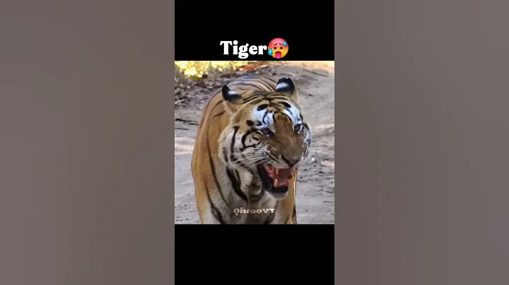 Predators roar ☠️ | Cheetah | Puma | Jaguar |  Lion | Tiger