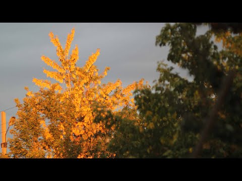 # Рейсмус Джет 12 - борьба с дюймами .