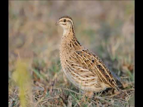 Female rain quail voice 