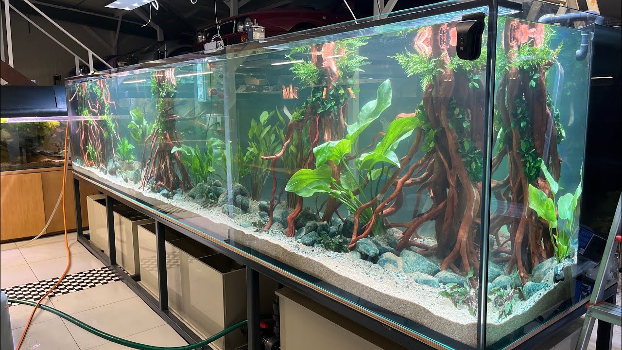 #47 5000L – Akwarium Marzeń 🌊🐠 Podwodny Raj✨ #anubias #cryptocoryne #plantedaquarium 