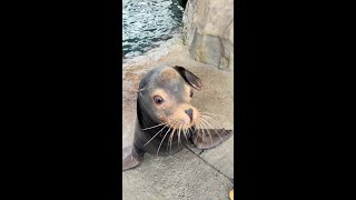 Sea Lions Thoughts on SoCal Rain