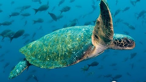 VictoryXR Academy and Ocean First Education’s Virtual Reality Sea Turtle Ecology Course.