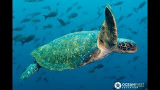 VictoryXR Academy and Ocean First Education’s Virtual Reality Sea Turtle Ecology Course.