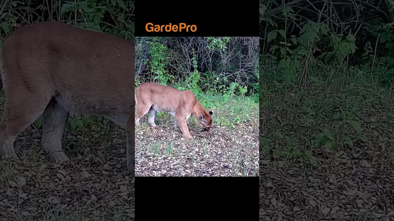 Scent Of A Catnip Gardepro Trailcam Bobcat