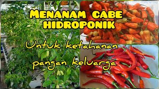 Menanam Cabe Rawit dan Cabe besar Hidroponik di Atap rumah