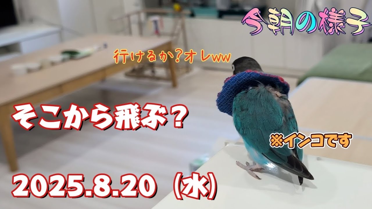 2025.8.20》そこから飛ぶ？【今朝の様子】ボタンインコ＆ウロコインコ