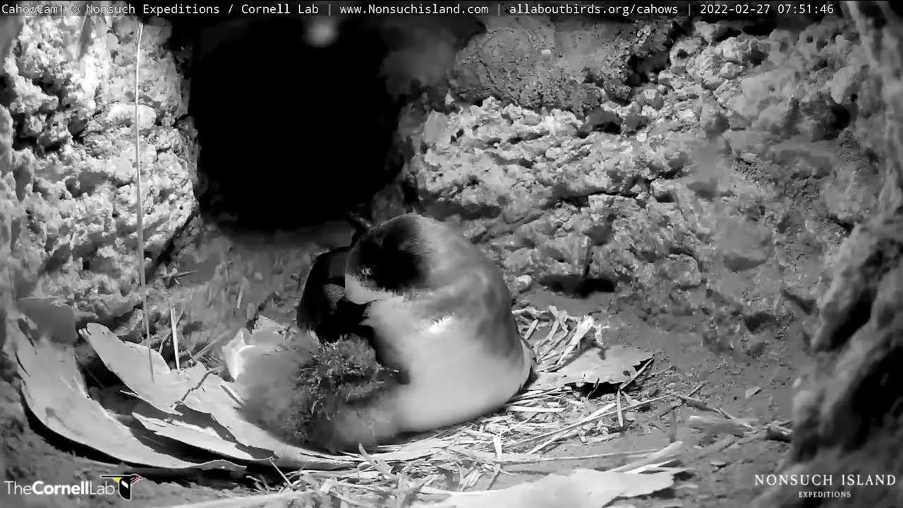 Bermuda Cahow Chick Hatches! | Post-Hatch Highlights – Feb. 27, 2022