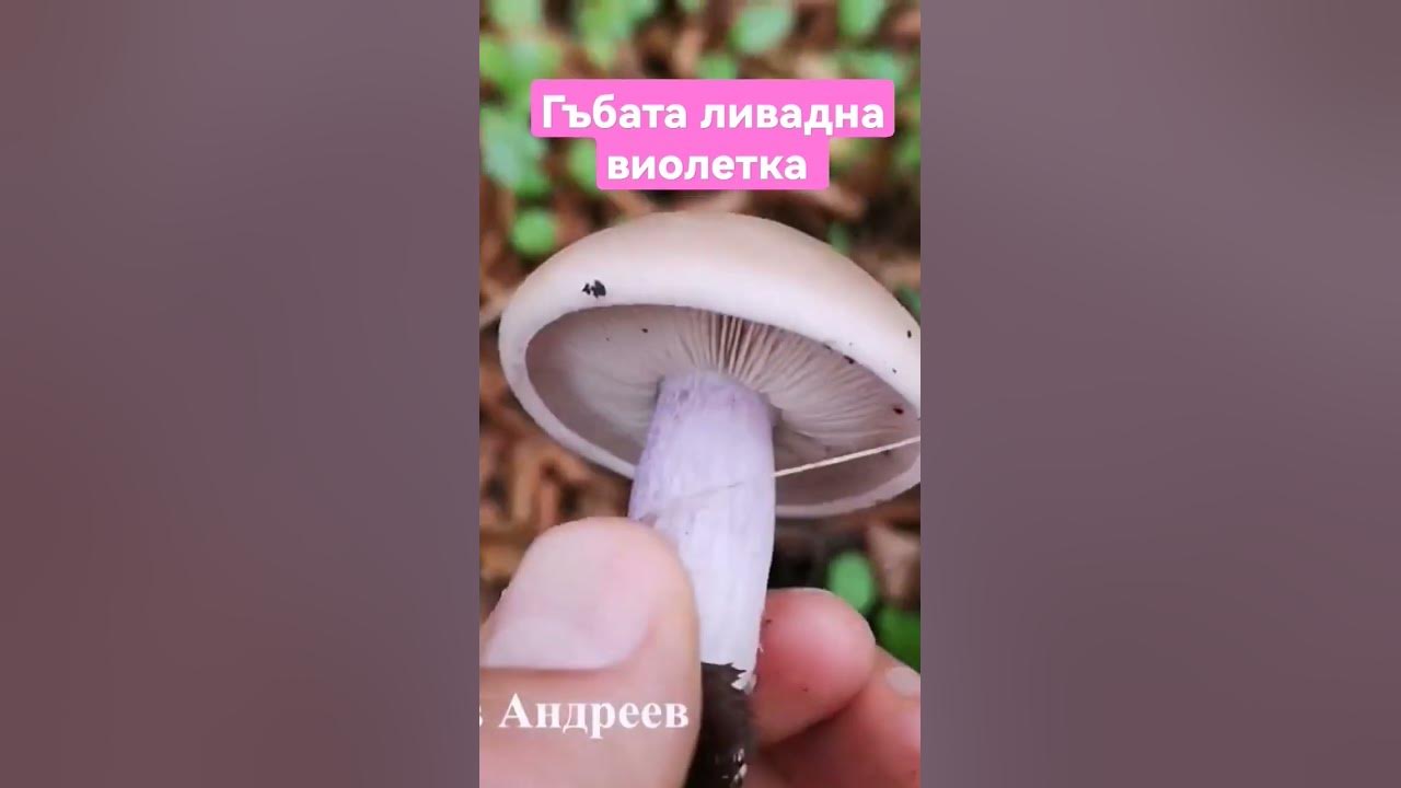 Гъбата ливадна виолетка - YouTube