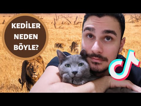 Video: Bir Yavru Kedi Nasıl Sakinleştirilir