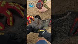 Seal Rescued From Packaging Strap #shorts
