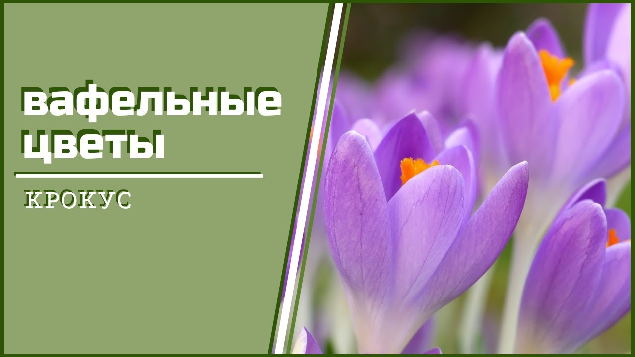 Вафельные цветы. Вафельный Крокус. Быстрый и эффектный декор для торта своими руками