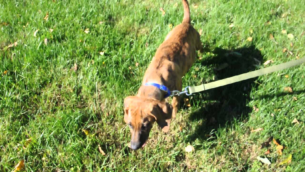 bloodhound plott hound mix