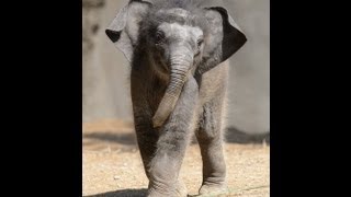 Baby Asian elephant 'Priya' debuts at Saint Louis Zoo