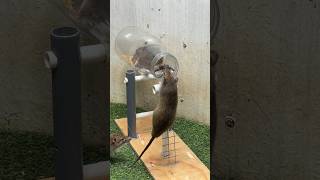 Best Mouse Trap Idea From Plastic Bottle/Creative Rat Trap #Mousetrap #Mousetrap2022 #Rat #Rattrap