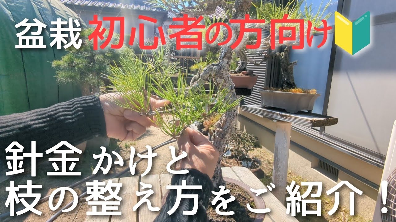 盆栽入門・整枝せん定・仕立てて楽しむ This guide is for bonsai beginners and will show you how to wire
