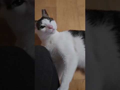 무릅냥 마마보이 창피하다며 찍지말라고 카메라한테 화내는 고양이~ #cutecat#shorts#cat shorts